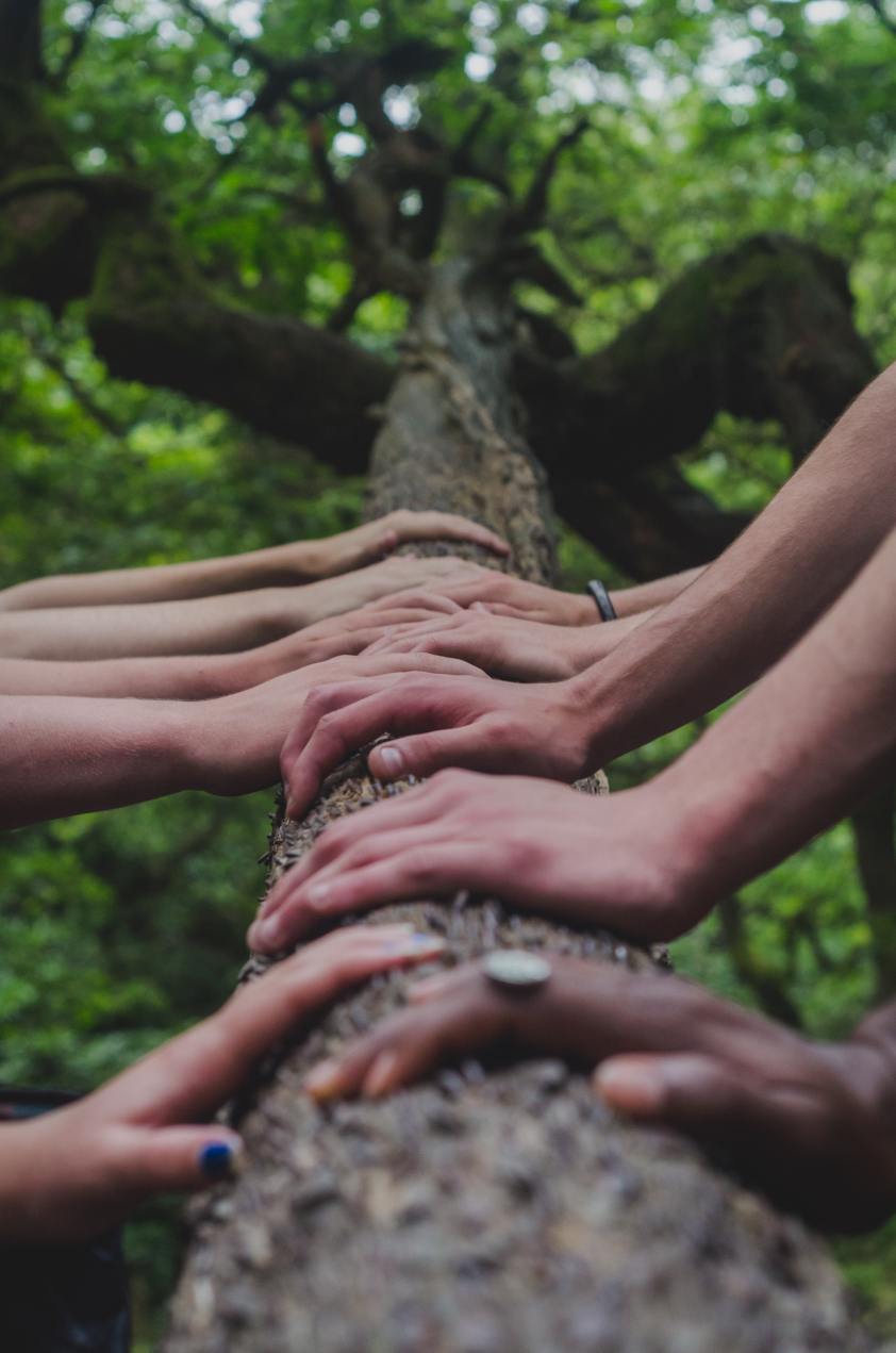 Hands of different skin tones resting on a tree trunk.