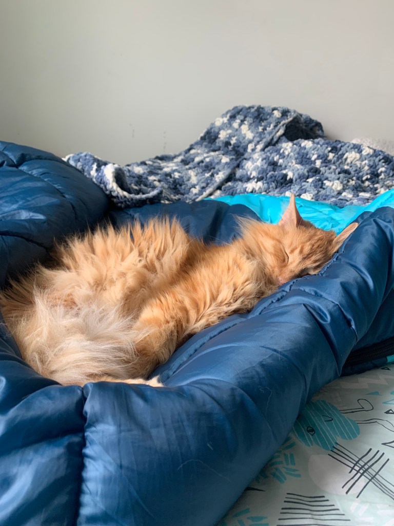 an orange cat asleep on a blue sleeping bag